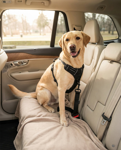 Dog safely buckled in the back seat with the ROVÉ Seat Belt